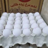 تخممرغ تازه و باکیفیت وقیمت مناسب