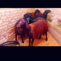 بره نر قربانی