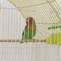کوتوله برزیلی وقفس
