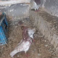 کفتر رنگی پرشی|پرنده|قم, انسجام|دیوار