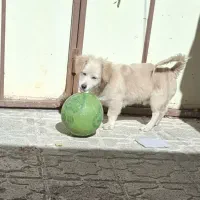 واگذاری سگ اشپیتز گوش افتاده|سگ|کرمانشاه, |دیوار