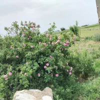 گل محمدی|گل و گیاه طبیعی|قاسمآباد (خواف), |دیوار