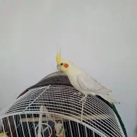 عروس هلندی|پرنده|شیروان (خراسان), |دیوار