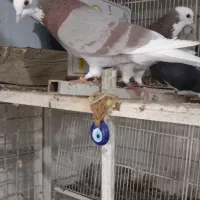 ۵تاا کفتر شازده مهر دست و دم سفید .نر شازده زرد|پرنده|تهران, بیسیم|دیوار