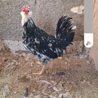 فروش خروس گلین فول ریش