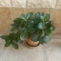 گل طبیعی|گل و گیاه طبیعی|سمنان, |دیوار