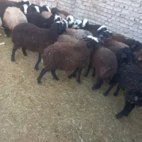 فروش ۳۰راس بره نر اصیل شال صاف و درشت