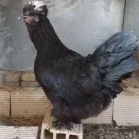 مرغ خروس سلطان لهستانی