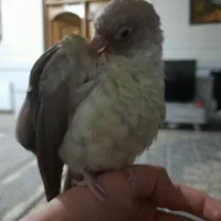 طوطی گرینچیک پایین اپل|پرنده|نجف‌آباد, الله اکبر|دیوار