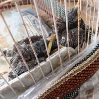 جوجه مینا|پرنده|شیروان (خراسان), |دیوار
