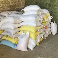 گندم اصلاح شده پیشگام۲۷تومن|خدمات باغبانی و درختکاری|شراء, |دیوار