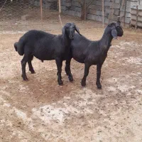 بره قره قزل هترو