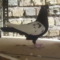 کبوتر