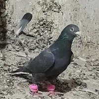 کبوتر زاغ نر دوچشم زات دار|پرنده|زابل, |دیوار