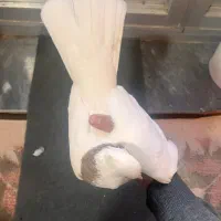 جفت طوقی|پرنده|آذرشهر, |دیوار