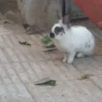 خرگوش بازیگوش|موش و خرگوش|سبزوار, اسلام آباد|دیوار