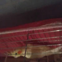 مرغ عشق وعروس هلندی