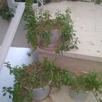 گل طبیعی از ۵۰ تومن تا ۲۵۰ تومن|گل و گیاه طبیعی|شاهرود, |دیوار