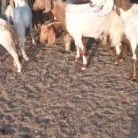 750000|حیوانات مزرعه|عنبرآباد, |دیوار