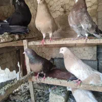 کبوتر سرور