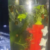 حلزون سیب  آکواریوم|ماهی|مشهد, نوید|دیوار