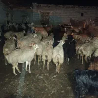 گوسفند|حیوانات مزرعه|انگوت, |دیوار