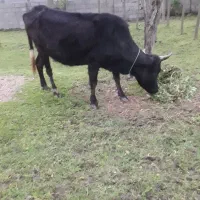 گاودرگ شکمدارباگوساله نردرگ