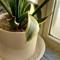 گلدون|گل و گیاه طبیعی|کرمانشاه, |دیوار