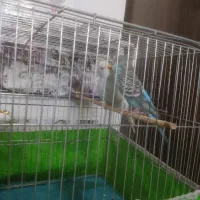 مرغ عشق|پرنده|وحیدیه, |دیوار