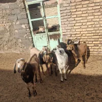 کره چاق|حیوانات مزرعه|کوهبنان, |دیوار