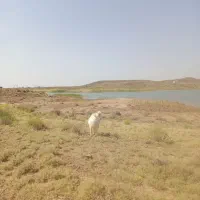 گوسفند|حیوانات مزرعه|بافت, |دیوار