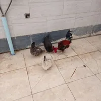 مرغ و خروس عربی جوان