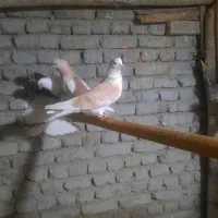 کفتر شازده،گرگی