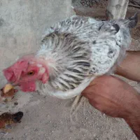 مرغ|حیوانات مزرعه|دورود, |دیوار