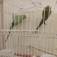 یک جفت ملنگو وجوجه عروس سرلاکی