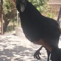 مرغ و خروس لاکندزی اصل ونزوئلا