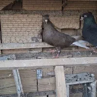 کفتر زاغ دم سفید نر و ماده ب شرط