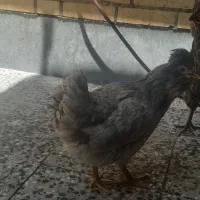 گلین طوسی
