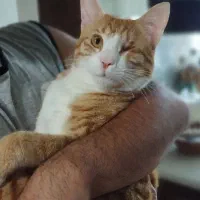 واگذاری گربه نارنجی تک چشم به اسم نمو