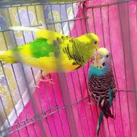 *3 عدد مرغ عشق خوشرنگ*