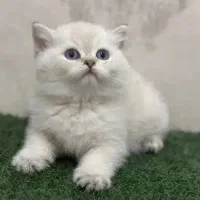 غذای حیوانات