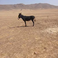 الاغ