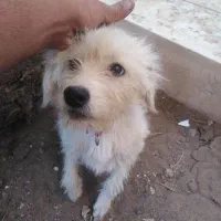 سگ ماده|سگ|اردکان, |دیوار