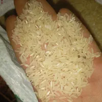 برنج فجر با عطر و طعم تضمینی