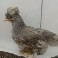 جوجه سلطان، کوشین و مینیاتوری