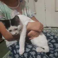 واگذاری گربه مهربان