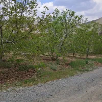 نیروگیلاس چینی فقط تماس