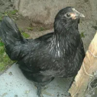 جوجه و خروس مرندی