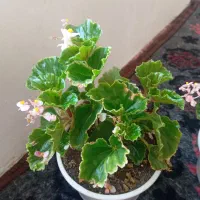 گل خانگی