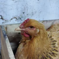 فروش 16 عدد مرغ و خروس برهما ، از نیمچه تا مولد|حیوانات مزرعه|ارومیه, |دیوار